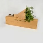 Miniatura de Lentisco